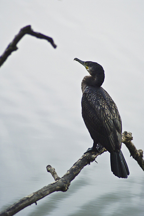 Shag